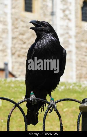 Raven à la Tour de Londres, Londres Angleterre Royaume-Uni Banque D'Images