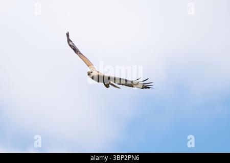Buzzard à longues pattes Buteo rufinus volant dans le ciel. Banque D'Images
