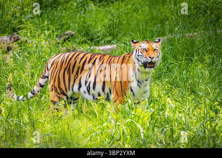 Un portrait saisissant en gros plan d'un tigre de l'amour vibrant dans son habitat naturel sauvage Banque D'Images