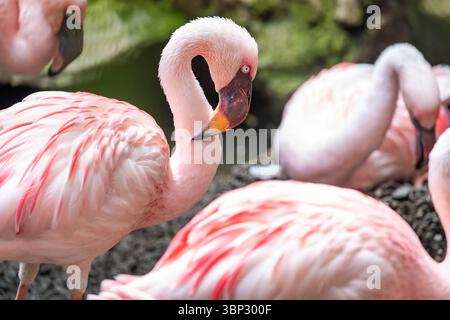 Un gros plan époustouflant d'un magnifique troupeau de flamants roses, mettant en valeur leur plumage rose éclatant et leurs formes élégantes Banque D'Images