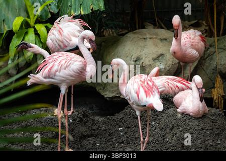 Un gros plan époustouflant d'un magnifique troupeau de flamants roses, mettant en valeur leur plumage rose éclatant et leurs formes élégantes Banque D'Images