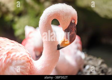 Un portrait captivant en gros plan d'un flamant rose nettoyant méticuleusement ses plumes éclatantes Banque D'Images