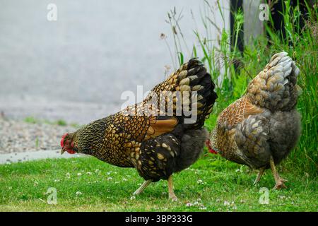 Deux poulets vibrants cherchent de la nourriture sur une pelouse verdoyante le long d'une route de gravier. La lumière du soleil illumine leurs plumes, mettant en valeur leur magnifique col Banque D'Images