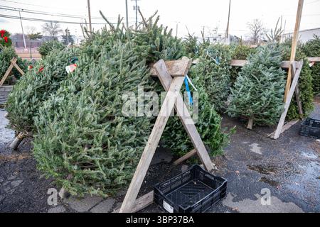 Stand de vente de sapins de Noël à West Haven, Connecticut. Banque D'Images