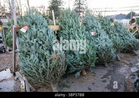 Stand de vente de sapins de Noël à West Haven, Connecticut. Banque D'Images