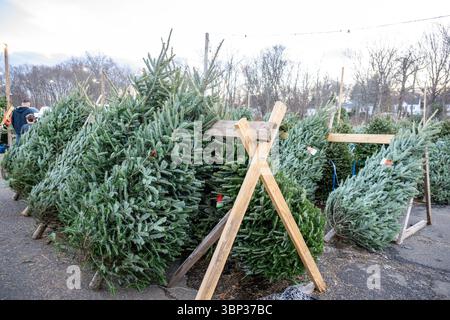 Stand de vente de sapins de Noël à West Haven, Connecticut. Banque D'Images