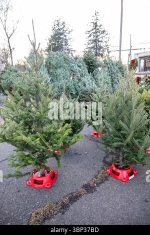 Stand de vente de sapins de Noël à West Haven, Connecticut. Banque D'Images