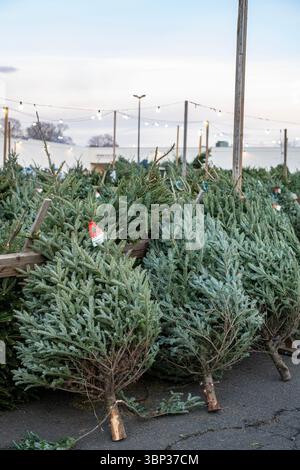 Stand de vente de sapins de Noël à West Haven, Connecticut. Banque D'Images