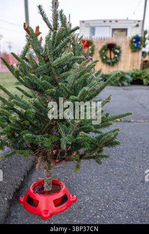 Stand de vente de sapins de Noël à West Haven, Connecticut. Banque D'Images
