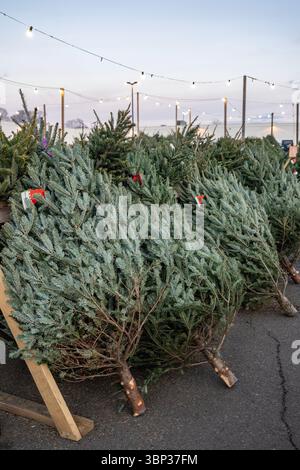 Stand de vente de sapins de Noël à West Haven, Connecticut. Banque D'Images