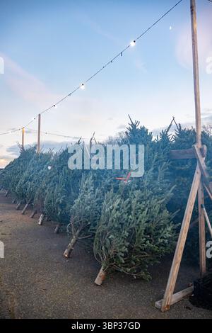Stand de vente de sapins de Noël à West Haven, Connecticut. Banque D'Images