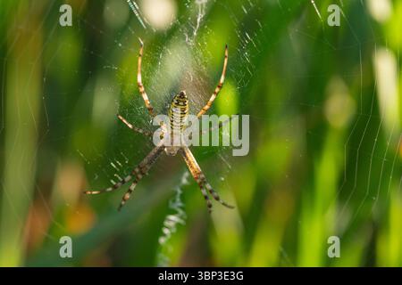 Wild Garden Spider assis dans sa toile complexe avec une vue dégagée des rayures abdominales et des marques de jambes Banque D'Images