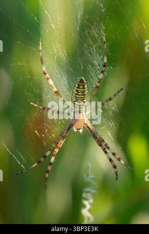 Araignée Argiope bruennichi dans son Orb Web avec fond bokeh doux dans la réserve naturelle ou le pré Banque D'Images