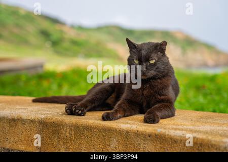 Chat noir se relaxant sur un mur de briques Banque D'Images