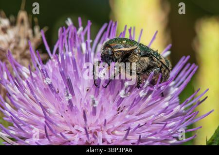 Taiwan petit coléoptère vert, Gametis forticula formosana colectante nectar d'une fleur Banque D'Images