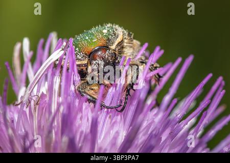 Taiwan petit coléoptère vert, Gametis forticula formosana colectante nectar d'une fleur Banque D'Images