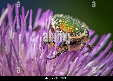Taiwan petit coléoptère vert, Gametis forticula formosana colectante nectar d'une fleur Banque D'Images