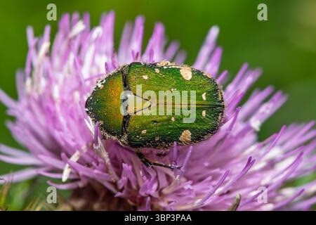 Taiwan petit coléoptère vert, Gametis forticula formosana Banque D'Images