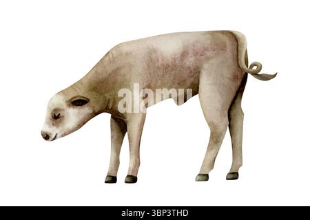 Illustration aquarelle de veau jeune vache isolée sur blanc. Clip art animal bébé ferme laitière dans un style réaliste pour les conceptions de village et de campagne. Main Banque D'Images