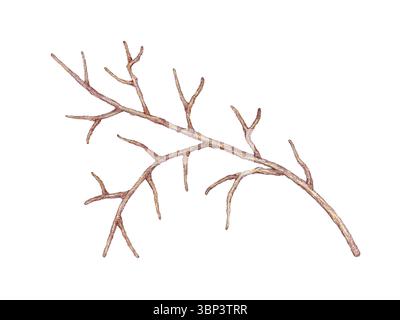 Branches séchées dessinées à la main isolées sur fond blanc, dessin au crayon de couleur, style botanique vintage, clipart Cottagecore pour papeterie, papier numérique Banque D'Images
