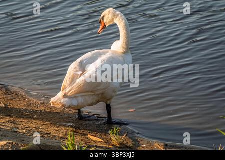 Graceful White Swan avec un bec rouge se dresse sur la rive d'un étang. Le cygne muet, nom latin Cygnus olor. Banque D'Images