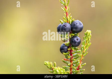 Crowberry ; Empetrum nigrum ; baies ; Écosse ; Royaume-Uni Banque D'Images