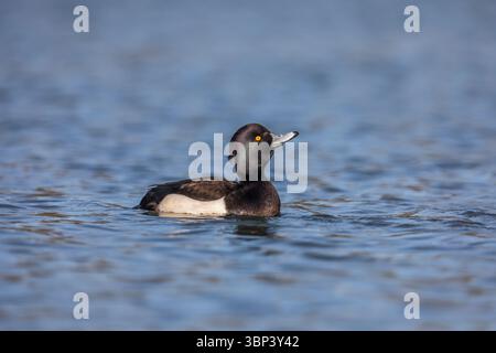 Canard touffeté ; Aythya fuligula ; homme ; Royaume-Uni Banque D'Images