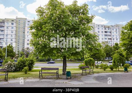 Châtaignier en fleur sur la rue de la ville à Kiev, Ukraine. Fleurs de châtaigniers arbre au printemps. Mise au point sélective, arrière-plan flou Banque D'Images