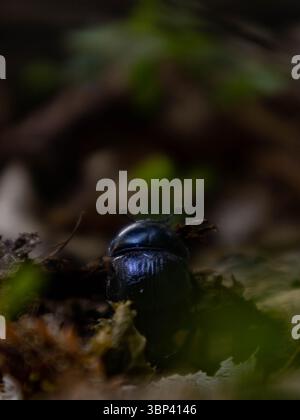 Photo macro d'un dor coléoptère (Anoplotrupes stercorosus) rampant sur les feuilles dans une forêt, montrant en détail l'insecte et l'habitat naturel. Banque D'Images