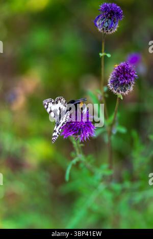 Bourdon et papillon blanc marbré se nourrissant de fleurs sauvages violettes dans un pré d'été, Brandebourg, Allemagne Banque D'Images