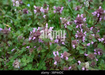 Plante de Lamium purpureum en floraison Banque D'Images