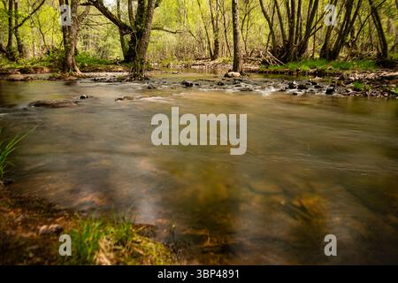 Un ruisseau clair serpente à travers une forêt dense, entourée de feuillage vert frais et d'eaux ensoleillées au printemps. Banque D'Images