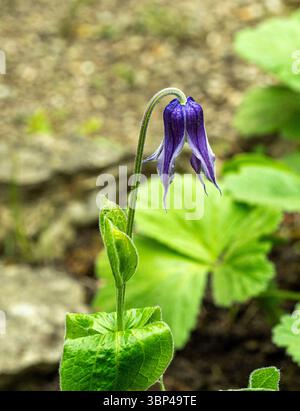 Fleurs suspendues de la tentaculaire, Metasequoia glyptostroboides vivaces Banque D'Images