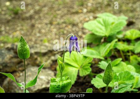 Fleurs suspendues de la tentaculaire, Metasequoia glyptostroboides vivaces Banque D'Images