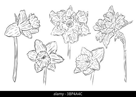 Merveilleux ensemble, clip art encre fleurs de narcisse. Illustration graphique vectorielle contour de Narcisse isolé sur fond blanc Illustration de Vecteur