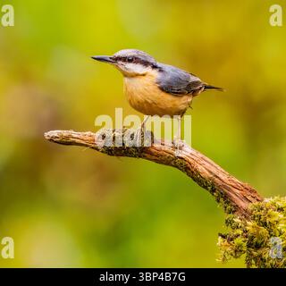 Nuthatch sur Twig Banque D'Images