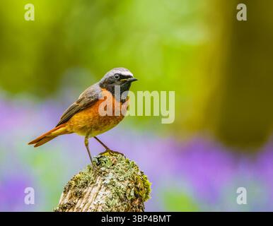 Mâle rouge-queue Banque D'Images