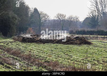 Un tas de fumier fumant à la vapeur sous le soleil d'hiver dans un champ en Angleterre, Royaume-Uni Banque D'Images