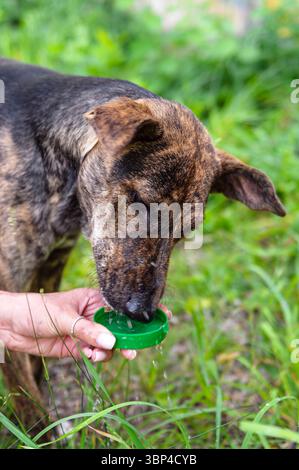 Image en gros plan d'un chien buvant de l'eau à partir d'un bouchon de bouteille en plastique vert tenu par une main humaine. La scène se déroule à l'extérieur par une journée ensoleillée, entourée Banque D'Images
