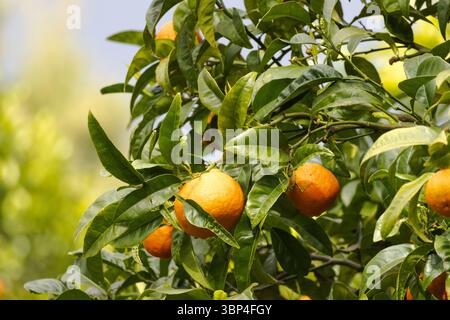 Un oranger luxuriant avec des oranges mûres et dorées suspendues à ses branches, niché au milieu de feuilles vertes brillantes. Banque D'Images