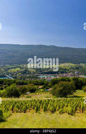 Vignoble luxuriant au premier plan avec Seyssel et Rhône en arrière-plan, haute Savoie, France Banque D'Images