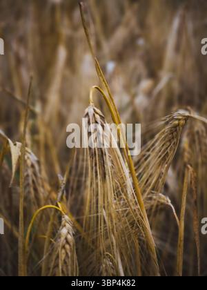 Gros plan des pointes d'orge mûre en été, 5 juillet 2025 Banque D'Images