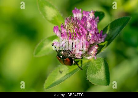 Coléoptère japonais ((Popillia) (japonica)) se nourrissant d'une fleur de trèfle rouge (Trifolium pratense). Banque D'Images