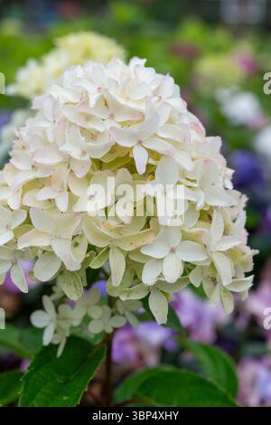 Hortensia paniculata 'Garden Lights' tête de fleur en gros plan. Banque D'Images
