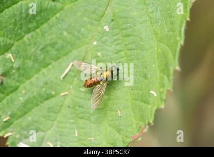 Soldat-Fly, un large Centurion (Chloromyia formosa) sur une feuille à Rye Meads, Herts Banque D'Images
