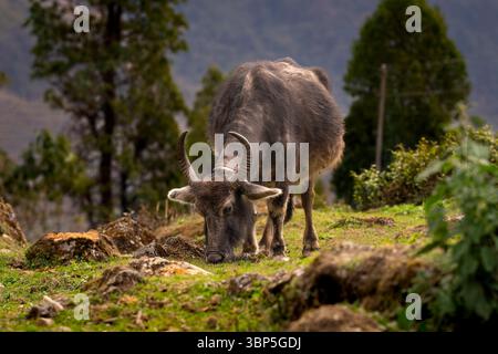 Vue rapprochée détaillée d'un yak sur un pâturage dans les montagnes de l'Himalaya au Népal. Banque D'Images