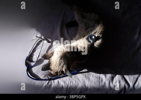 Chat siamois se relaxant avec un stéthoscope sur un lit dans un éclairage doux. Banque D'Images