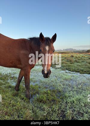 Cheval brun debout dans un champ herbeux humide à l'aube, face à la caméra avec une expression calme. Ciel bleu clair et lumière douce du matin. Banque D'Images