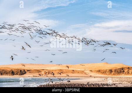 Un grand troupeau d'écumeurs noirs (Rynchops Niger) survolant une plage isolée dans la réserve nationale de Paracas, au Pérou Banque D'Images