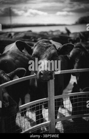 Triste Cow regardant Banque D'Images